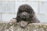 DOGUE DU TIBET 778